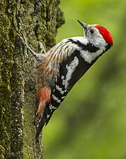 Middle spotted woodpecker