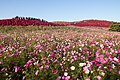 2019年4月22日 (月) 09:53時点における版のサムネイル