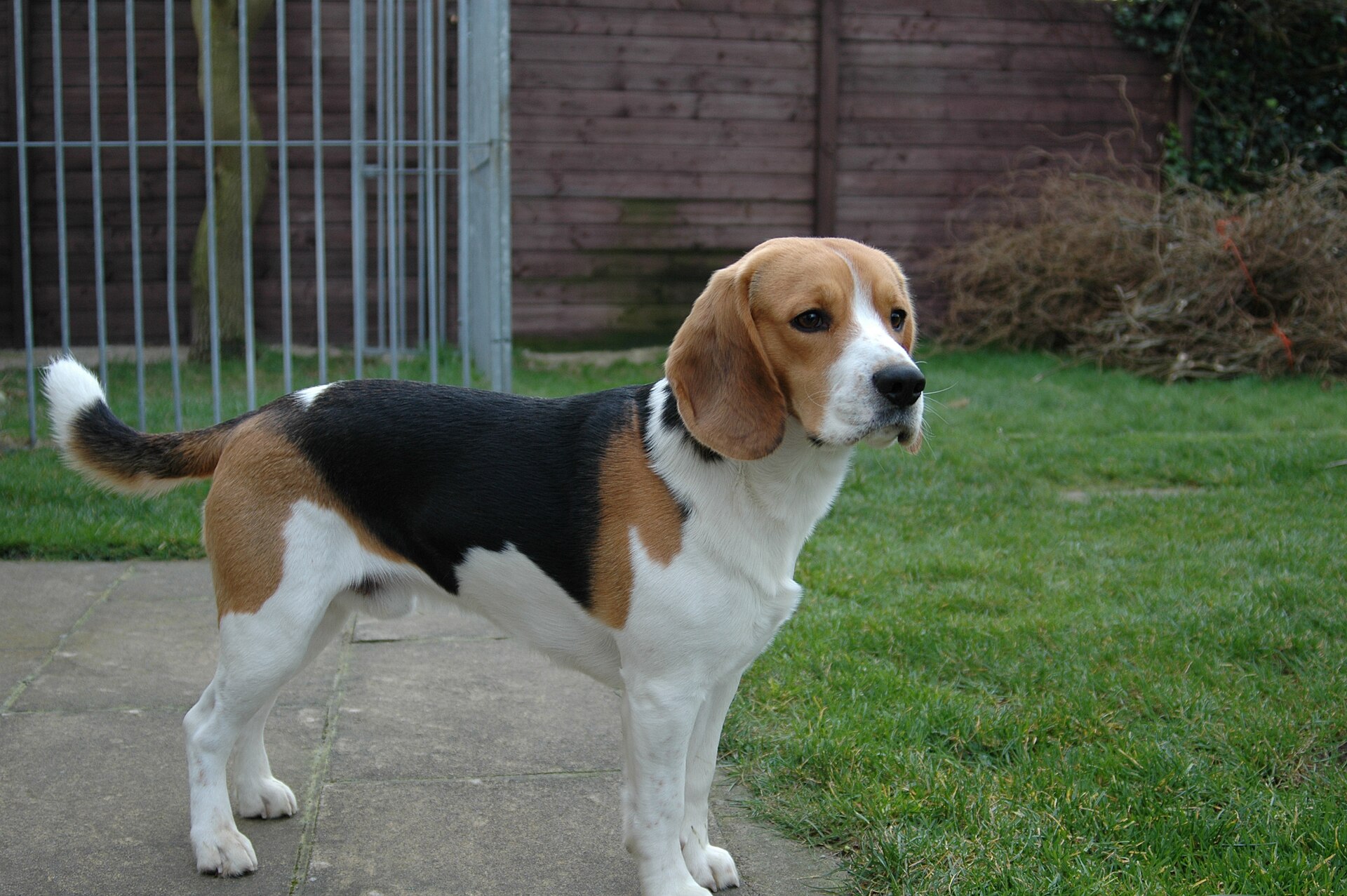 Beagle (hond) - Wikipedia