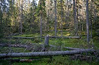 Ett område med omkullblåsta granar har skapat en glänta i skogen högt uppe på berget.