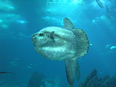 Môle ou poisson-lune (Mola mola)