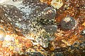 * Nomination A tiny (5-7 cm long) Montagu's blenny (Coryphoblennius galerita), Setúbal, Portugal --Poco a poco 06:52, 15 August 2020 (UTC) * Decline minimum size not require --Celeda 15:12, 20 August 2020 (UTC)