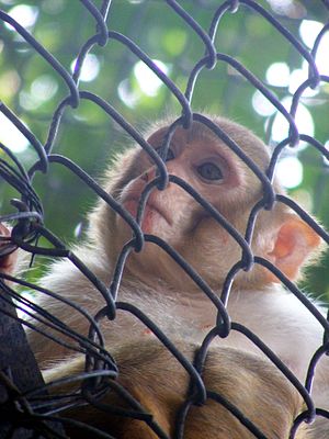 Monkey patna zoo.JPG