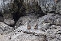 Monkeys in Luồn Cave (39584101914).jpg