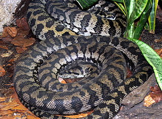 <i>Morelia spilota variegata</i> subspecies of reptile