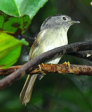 <span class="mw-page-title-main">Mountain fulvetta</span> Species of bird