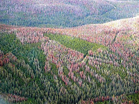 Pest propagation. Mild winters allow more pine beetles to survive to kill large swaths of forest.[176]