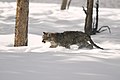 美洲獅幼仔在雪中行走