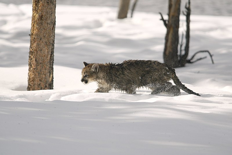 File:Mountain lion in snow.jpg