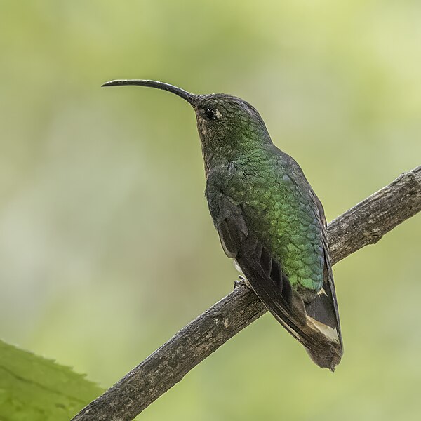 File:Mountain velvetbreast (Lafresnaya lafresnayi longirostris) male Caldas.jpg