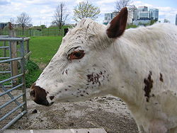 A cow at Mudchute Park and Farm, Tower Hamlets, London. Note Canary Wharf in the background. Mudchute farm cow head.jpg