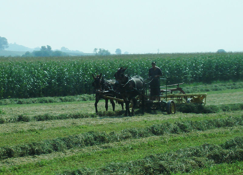 File:Mule drawn hay rake Lancaster County.jpg