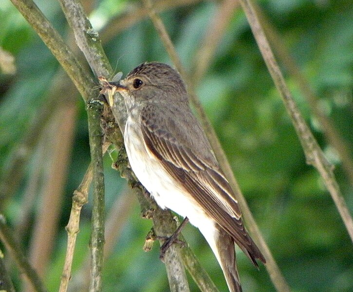 File:Muscicapa striata RH (5).jpg