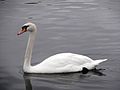 * Nomination Mute swan, Hyde park, London.--لا روسا 17:57, 28 March 2015 (UTC) * Decline not sharp enough and lighting issues --Charlesjsharp 16:01, 28 March 2015 (UTC)