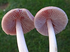 Розовый гриб. Mycena rosea. Мицена розовая Mycena rosea. Mycena rosea грибы. Розовый пластинчатый гриб.