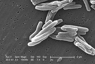 Mycobacterium tuberculosis, de