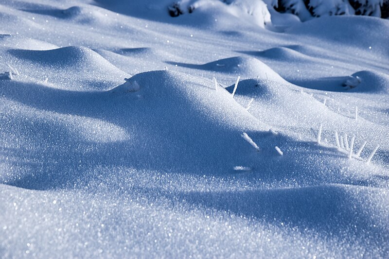 File:Myrtillier sous la neige.jpg