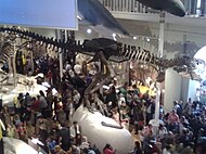 Life-size replica of T-Rex