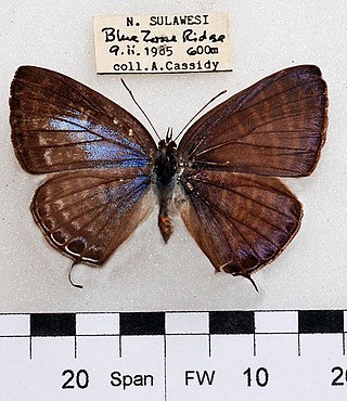 <i>Nacaduba pactolus</i> Species of butterfly