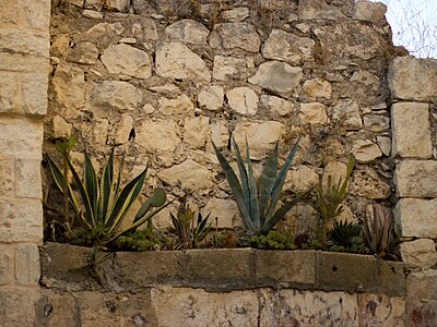 Nablus wall plants Victor Grigas 2011 -1-96.jpg