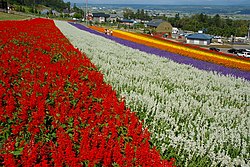 Taman bunga lavender Makafurano