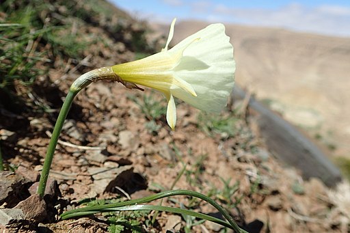 Narcissus peroccidentalis kz08