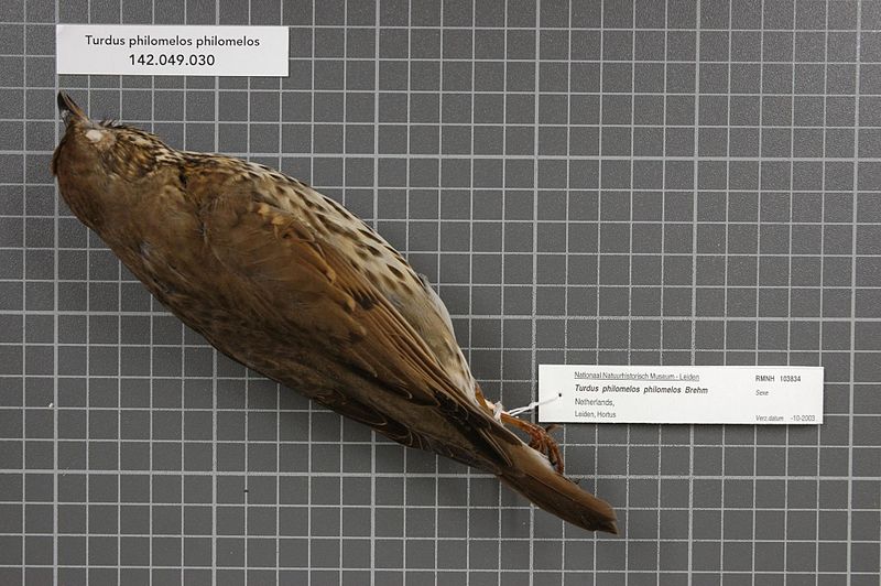 File:Naturalis Biodiversity Center - RMNH.AVES.103834 - Turdus philomelos philomelos Brehm, 1831 - Turdidae - bird skin specimen.jpeg