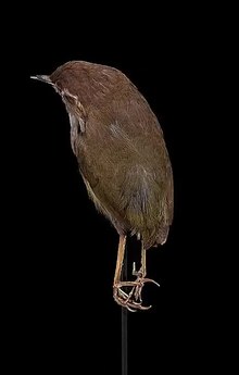 Fișier: Naturalis Biodiversity Center - RMNH.AVES.110000 - Xenicus longipes longipes (Gmelin, 1789) - Bush Wren - specimen - video.webm