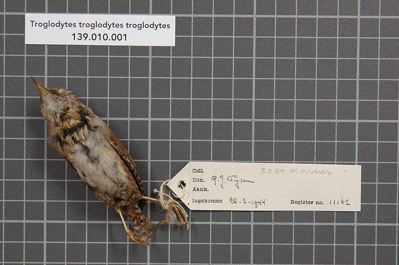 File:Naturalis Biodiversity Center - RMNH.AVES.11162 - Troglodytes troglodytes troglodytes (Linnaeus, 1758) - Troglodytidae - bird skin specimen.jpeg