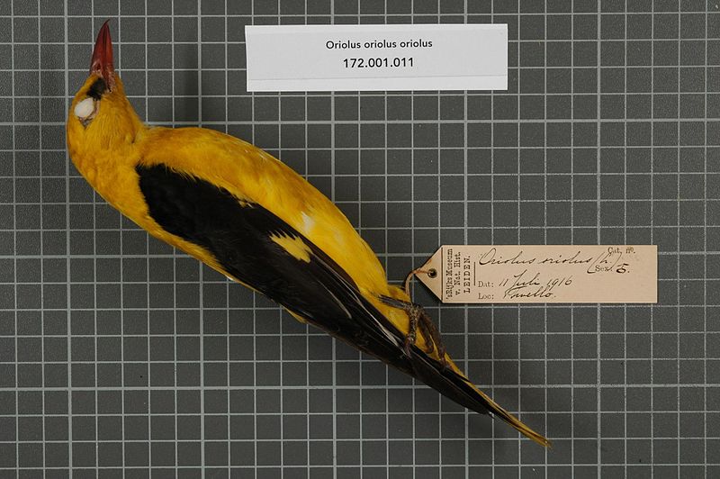 File:Naturalis Biodiversity Center - RMNH.AVES.141262 1 - Oriolus oriolus oriolus (Linnaeus, 1758) - Oriolidae - bird skin specimen.jpeg