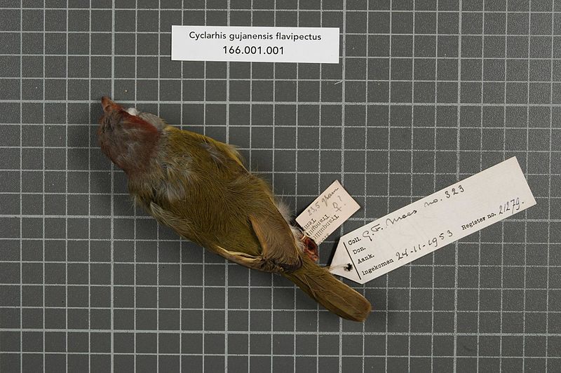 File:Naturalis Biodiversity Center - RMNH.AVES.21279 1 - Cyclarhis gujanensis flavipectus P.L. Sclater, 1858 - Vireonidae - bird skin specimen.jpeg