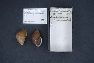 <i>Partula guamensis</i> Species of gastropod