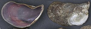 Shells of Ischadium recurvum, or hooked mussels Naturalis Biodiversity Center - ZMA.MOLL.412739 - Ischadium recurvum (Rafinesque, 1820) - Mytilidae - Mollusc shell cropped.jpg