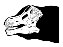Skull reconstruction of Nemegtosaurus Nemegtosaurus skull reconstruction.png