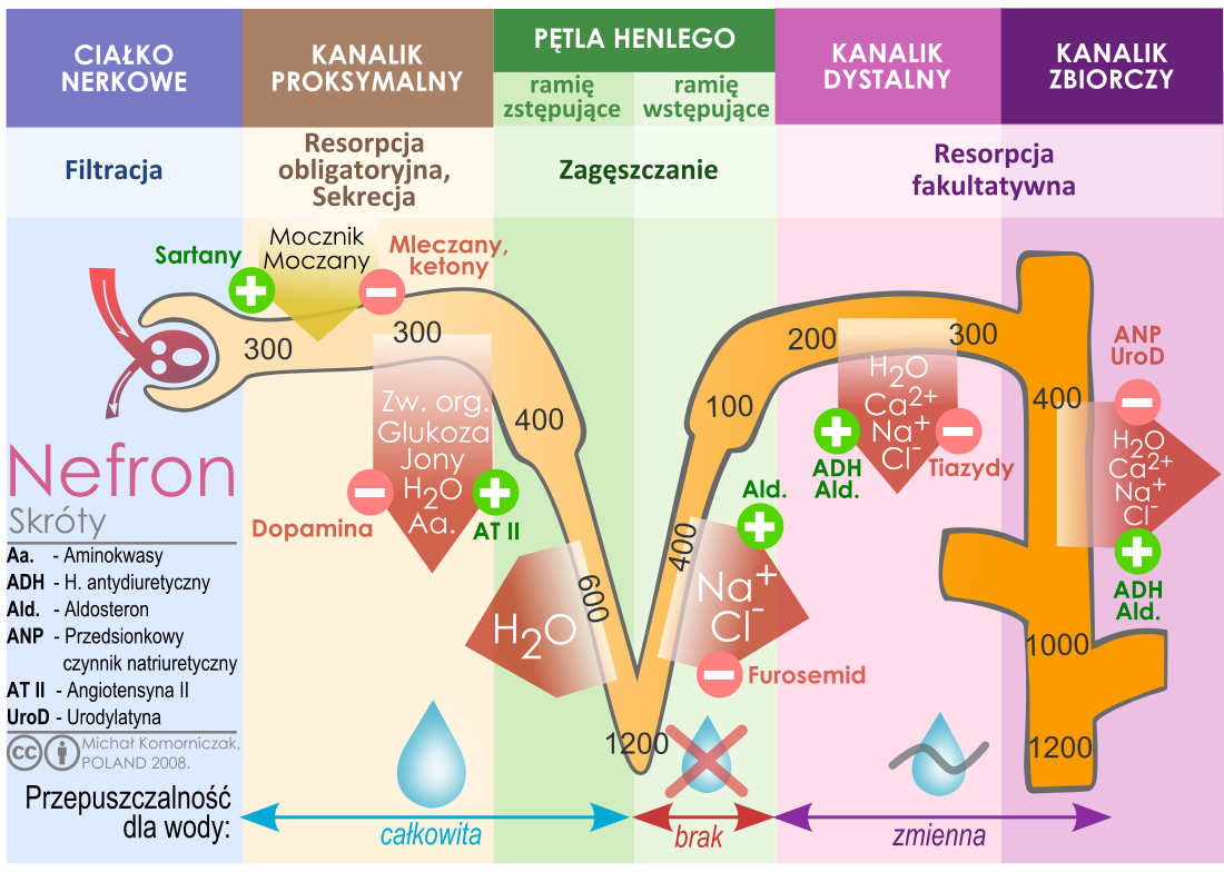 File:Nephron-urine.svg