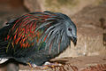 Nicobar Pigeon - Caloenas nicobarica - Relic38.jpg