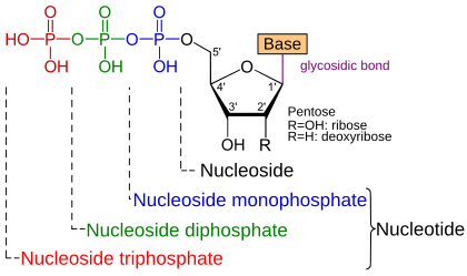 Nukleotide: Aufbau eines Nukleotids, Verknüpfung von Nukleotiden zu Nukleinsäuren, Nukleotide als Mono-, Di- und Triphosphate