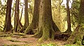 A nurse log providing nutrients for other growing trees.