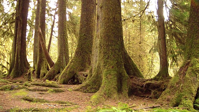 A nurse log providing nutrients for other growing trees
