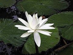 Hairy water lily (Nymphaea pubescens)