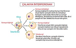 Bergiriya Giştî: Berbestên rûyî, Bergiriya xaneyî, Hellûşîn