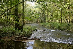 The Eifgenbach flows into the Dhünn