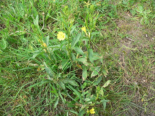 Oenothera biennis 20050825 940.jpg