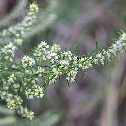 Olearia tubuliflora.jpg