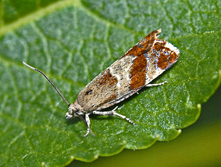 <i>Epinotia cruciana</i> Species of moth