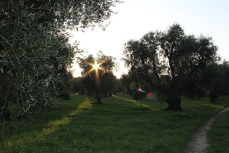 File:Olive Groves in Puglia Countryside - panoramio (5).jpg