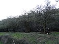Olives in Crestet - panoramio.jpg
