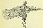 Thumbnail for File:On the anatomy of vertebrates (electronic resource) (1866) (14564066948).jpg