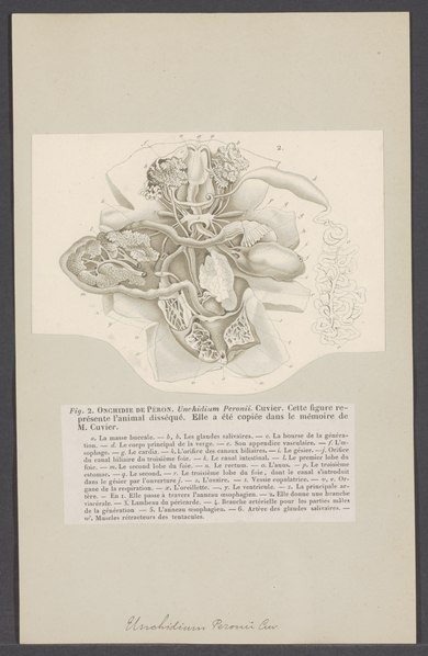 File:Onchidium peronii - - Print - Iconographia Zoologica - Special Collections University of Amsterdam - UBAINV0274 005 09 0011.tif