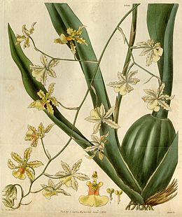 Rajz a növényzemzetség típusfajáról, az Oncidium altissimumról